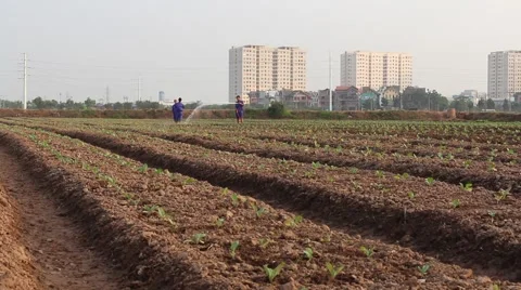 Workers are watering the vegetables Stock Footage 64578269