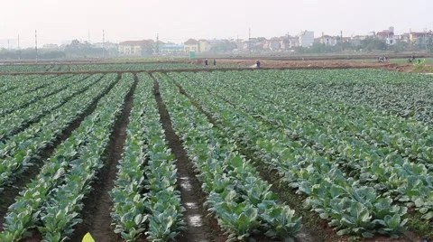 Workers are watering the vegetables Stock Footage 64578304
