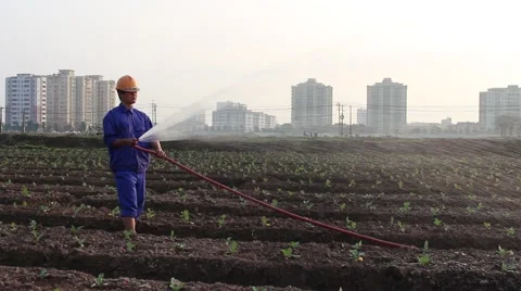 Workers are watering the vegetables Stock Footage 64578391