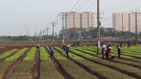 Workers are watering the vegetables Stock Footage 64578392