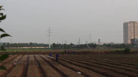 Workers are watering the vegetables Stock Footage 64578400