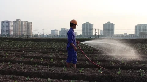 Workers are watering the vegetables Stock Footage 64578415