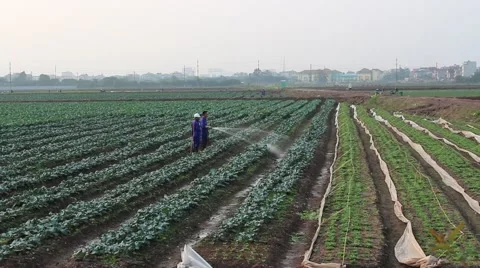 Workers are watering the vegetables Stock Footage 64578441