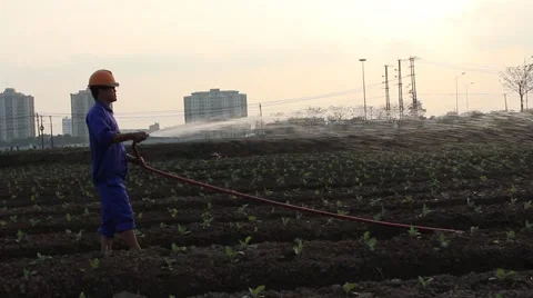 Workers are watering the vegetables Stock Footage 64578450