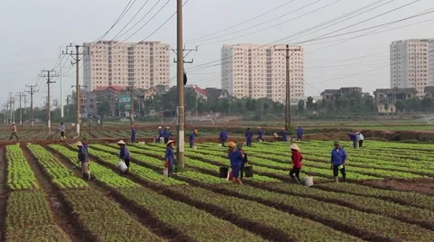 Workers are watering the vegetables Stock Footage 64578482
