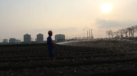 Workers are watering the vegetables Stock Footage 64578527