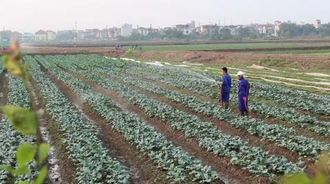 Workers are watering the vegetables Stock Footage 64578533