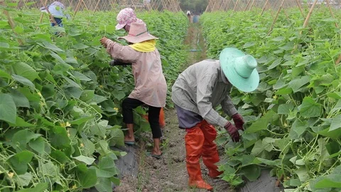 Workers are working on the Cucumber farm. Stock Footage 98593411
