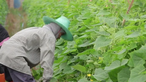 Workers are working on the Cucumber farm. Stock Footage 98593547