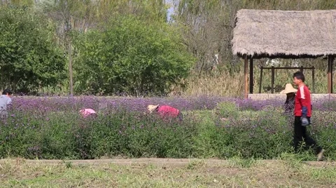 Workers are working in the flowerfields in the ancient water town Video stock 56814107