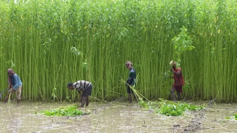 Workers are working in the jute field Stock Footage 314562207