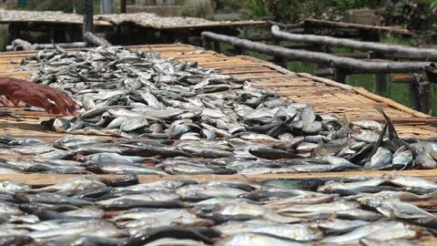 Workers arranging fish to be dried Stock Footage 163774699