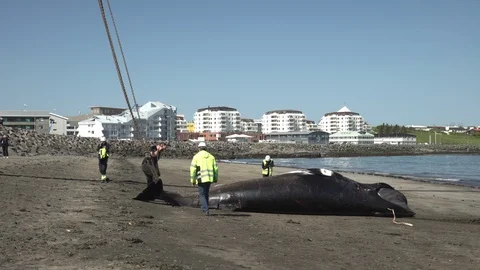  Workers attach a chain to a dead beached whale for removal Reykjavik Iceland Stock Footage 115897538