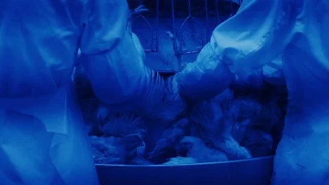 Workers Attaching Chickens to Conveyor Line, Industrial Poultry Processing Scene Stock Footage 311501225