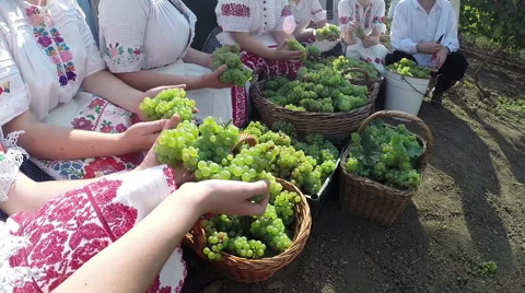 Workers With Baskets Full of Freshly Picked Grapes Stock Footage 67950829