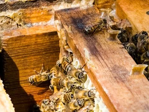 Workers bees processes pollen and pumps honey comb. Apiary Stock Photos
