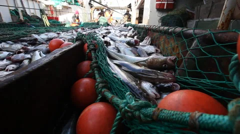 Workers being removed from the network fresh fish on the boat Stock Footage 42902465