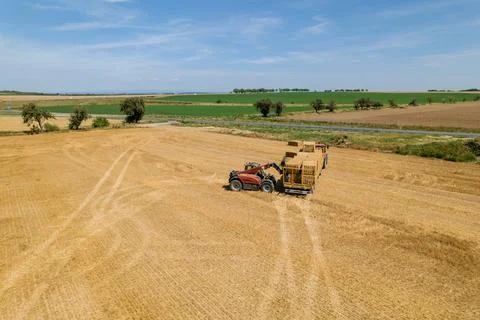 Workers carefully stack the straw on the trailer for transportation. Foto stock