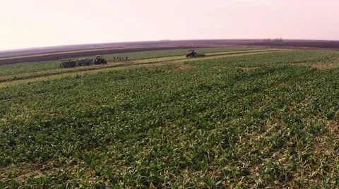 Workers on the cauliflower field during cut and land cultivation. Stock Footage 60970987