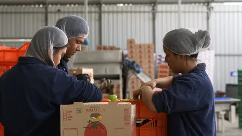 Workers check the boxes of cucumbers before shipping. Food quality check Stock Footage 129683329