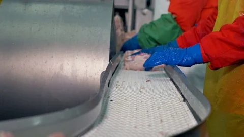 Workers check chicken breasts quality and place it for processing. 스톡 동영상 79829954
