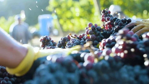 Workers checking freshly harvested grapes in vineyard field Stock Footage 87807413