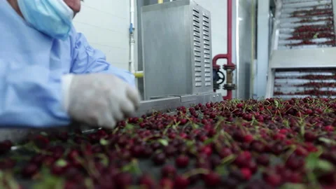 Workers at cherry fruit and natural juice factory Stock Footage 137492781