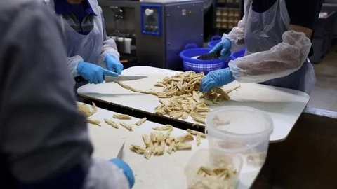Workers chopping stems of asparagus during salting Stock Footage 74476332