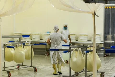 Workers in a clean dairy plant are processing cheese curds into large wheel.. Stock Photos