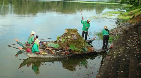 Workers clean excess vegetation from the moat at Angkor Wat. Video UltraHD Video stock 60661790