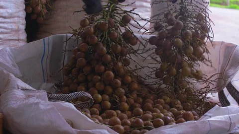 Workers cleaning branches, picking coyol palm fruit in a big white nylon Stock Footage 101690675