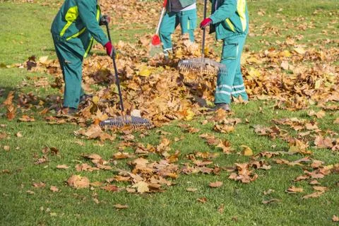 Workers cleaning fallen autumn leaves Stock Photos