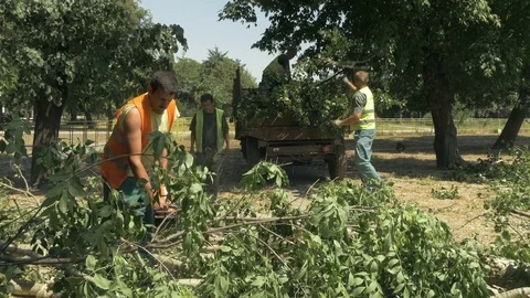 Workers cleaning fell trees and branches, pan right to lumberjack who cut logs. Stock Footage 83656349