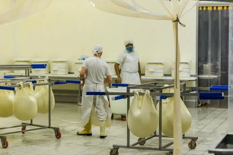 Workers in a cleanroom environment handle large cheese curds suspended in c.. Photos