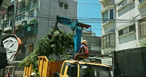 Workers clear the dense branches and leaves of the banyan tree from the crane Stock Footage 330943044