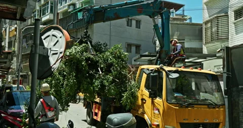 Workers clear the dense branches and leaves of the banyan tree from the crane Vídeo Stock 330943058