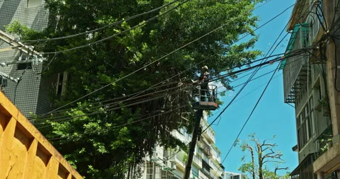 Workers clear the dense branches and leaves of the banyan tree from the crane Stock Footage 330943077