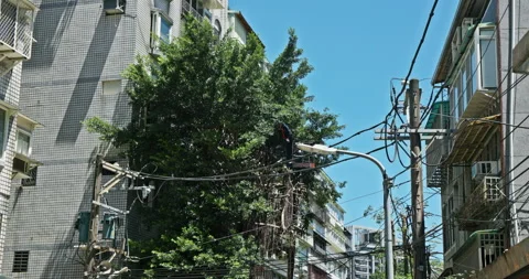 Workers clear the dense branches and leaves of the banyan tree from the crane 스톡 동영상 330943110