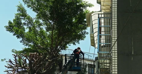 Workers clear the dense branches and leaves of the banyan tree from the crane Stock Footage 330943583