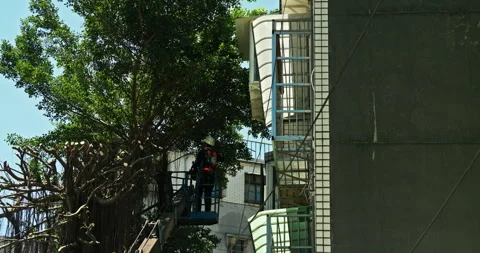 Workers clear the dense branches and leaves of the banyan tree from the crane Stock Footage 330943610