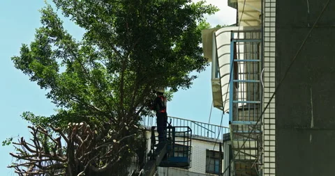 Workers clear the dense branches and leaves of the banyan tree from the crane Stock Footage 330943668