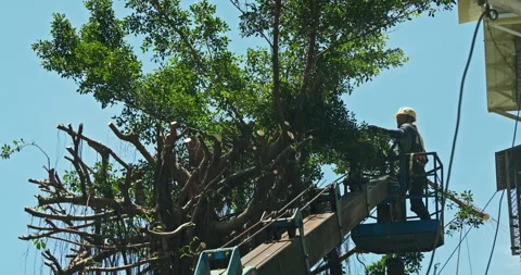 Workers clear the dense branches and leaves of the banyan tree from the crane Stock Footage 330943763