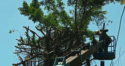 Workers clear the dense branches and leaves of the banyan tree from the crane 스톡 동영상 330943857