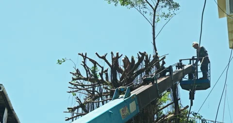 Workers clear the dense branches and leaves of the banyan tree from the crane Stock Footage 330943926