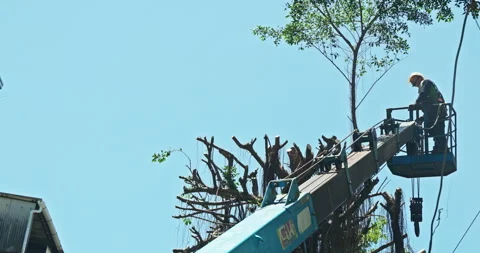 Workers clear the dense branches and leaves of the banyan tree from the crane Vídeo Stock 330943955