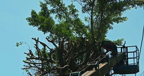 Workers clear the dense branches and leaves of the banyan tree from the crane 스톡 동영상 330943961