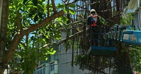 Workers clear the dense branches and leaves of the banyan tree from the crane Stock Footage 330943975