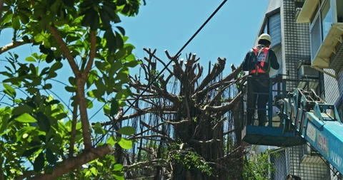Workers clear the dense branches and leaves of the banyan tree from the crane Stock Footage 330943991