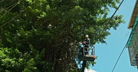 Workers clear the dense branches and leaves of the banyan tree from the crane Stock Footage 330944063
