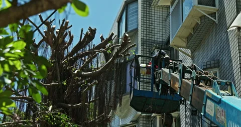 Workers clear the dense branches and leaves of the banyan tree from the crane Stock Footage 330944078